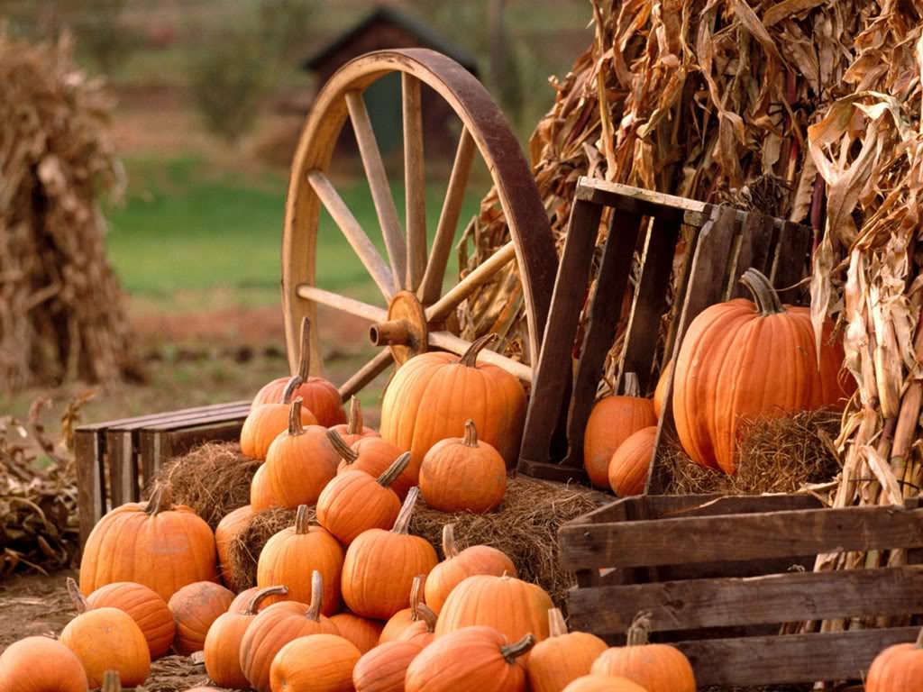 Pumpkin Picking - October Adventures in the Hudson Valley