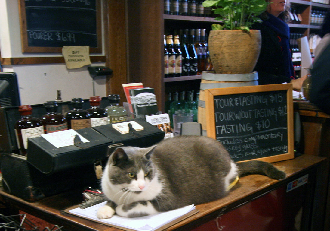 Bourbon the Cat - Tuthilltown Spirits Distillery