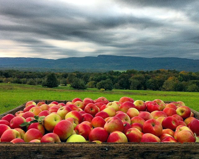 Apple Picking in the Hudson Valley