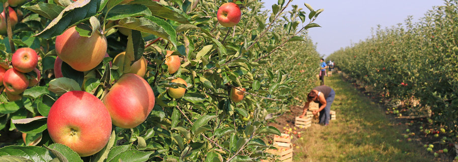 Best Orchards for Apple Picking in the Hudson Valley