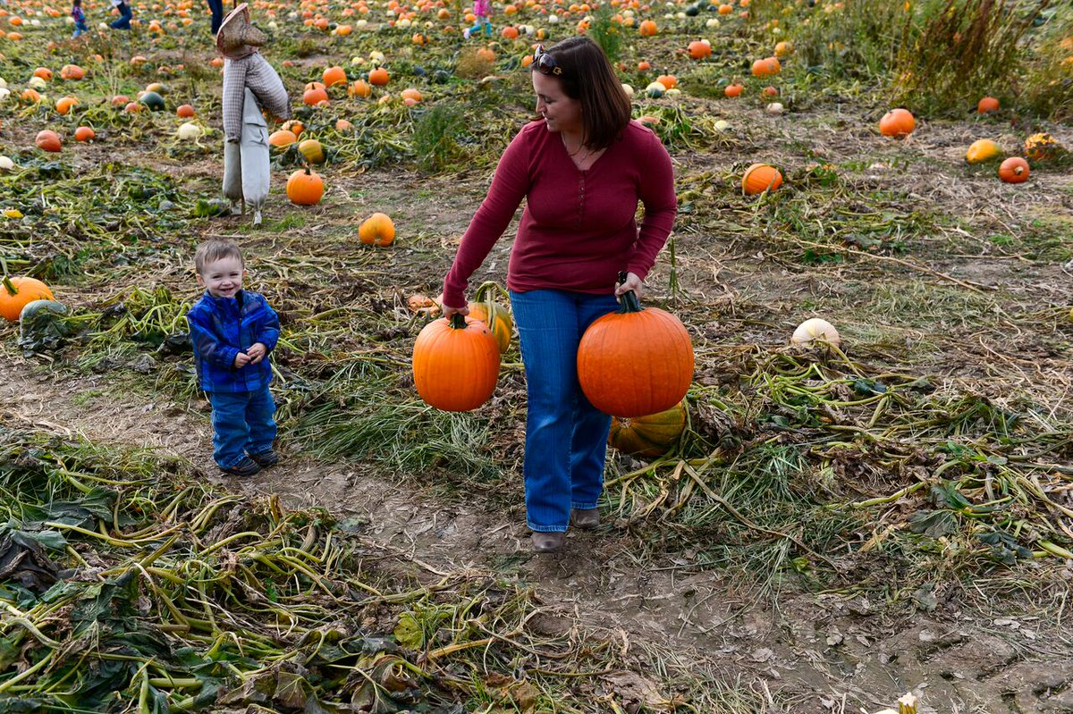 Pumpkin Picking at Saunderskill Farm