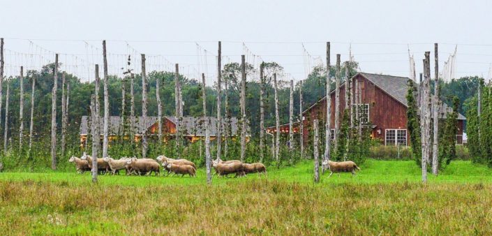 Hudson Valley Day Trip: Arrowood Farms and Westwind Orchard