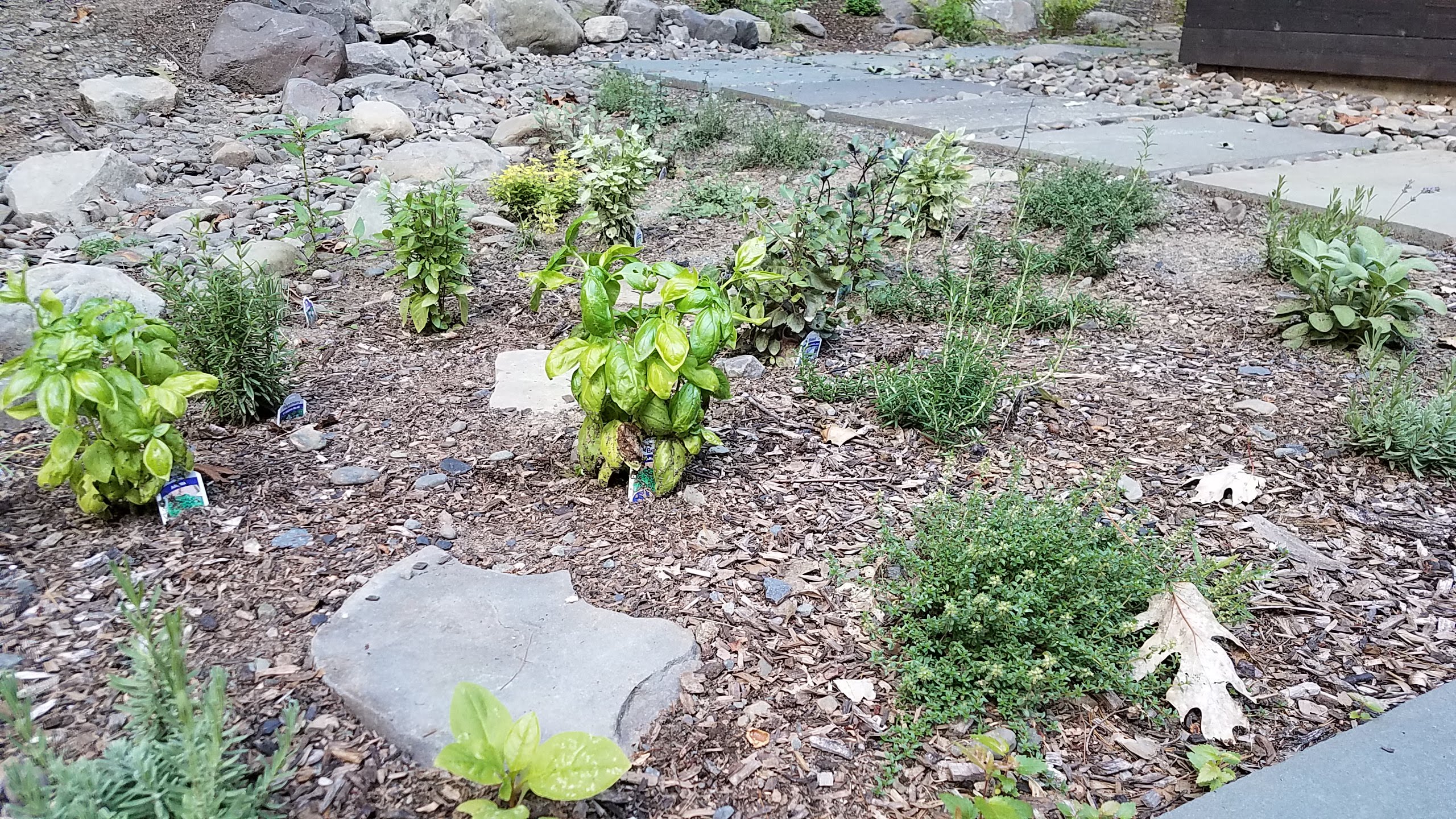 Farm-to-Table Recipes: Five Basil Garden Pesto