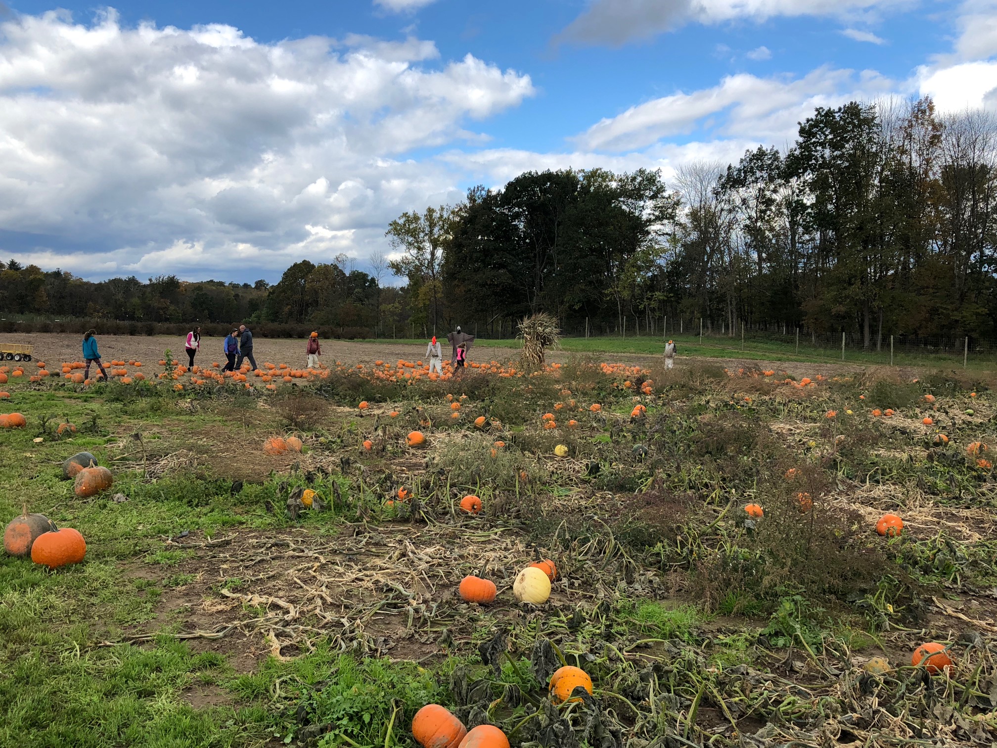 Pumpkin Picking - Fall Fun in the Hudson Valley