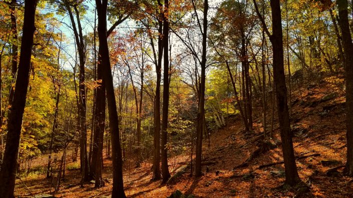 Fall Colors at The Cliffs