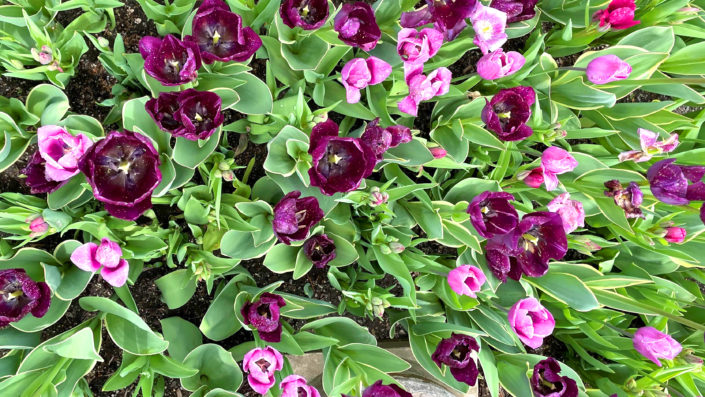 Hudson Valley Craftspeople: Florists