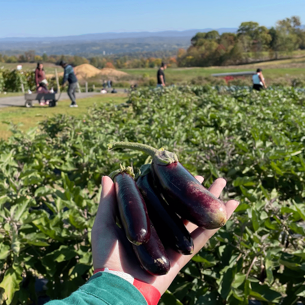 Local Adventures: Apple Picking in the Hudson Valley
