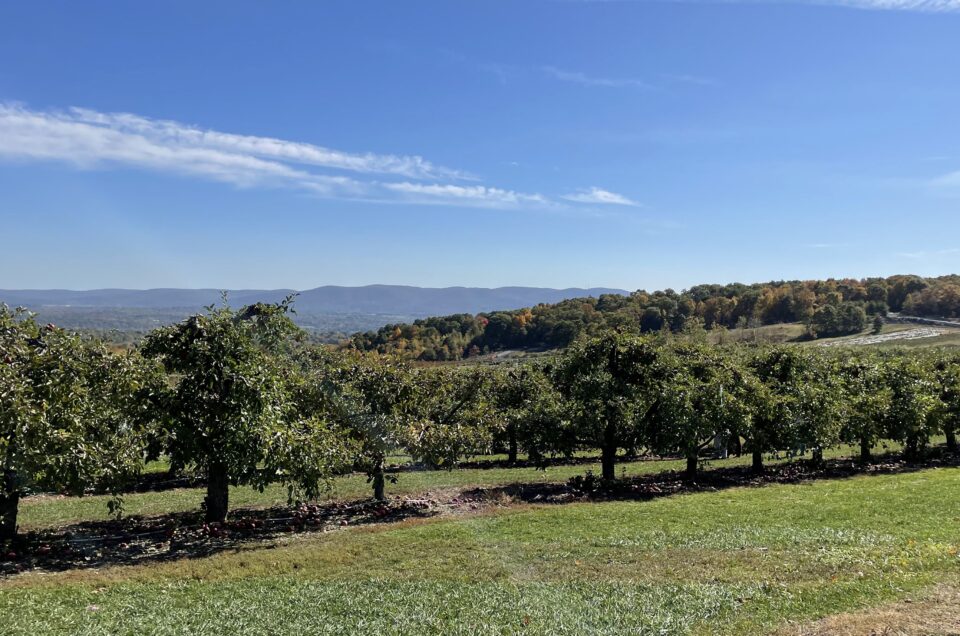Local Adventures: Apple Picking in the Hudson Valley