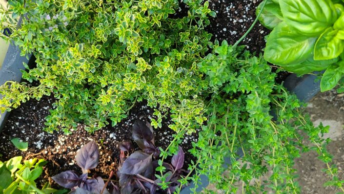 Farm to Table: DIY Herb Garden