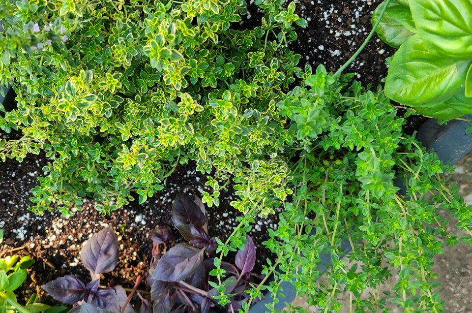 Farm to Table: DIY Herb Garden